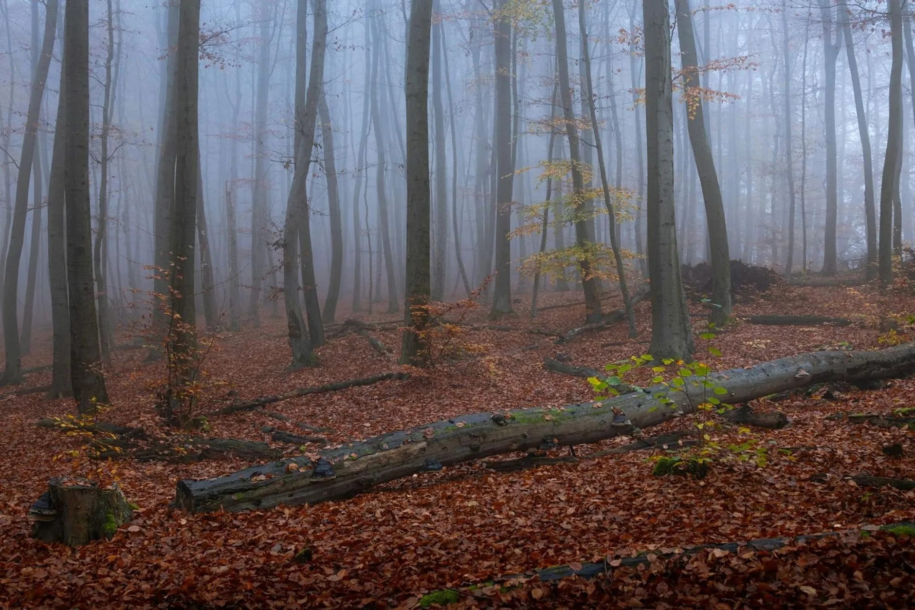 Shopify Agentur Sachsen